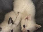 Siamese kittens - Siamese Kitten For Sale - 