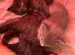 Kittens for sale - Domestic Kitten For Sale - 