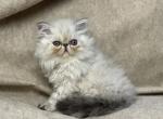 CFA FR08 Tortie Point FEMALE - Persian Kitten For Sale - Lacey&comma; WA&comma; US