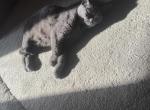 Lucy - Domestic Cat For Sale - Dearborn&comma; MI&comma; US
