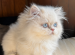 Milo - Persian Kitten For Sale - Bourbonnais&comma; IL&comma; US