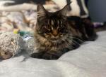 Keeva - Maine Coon Cat For Adoption - Johnstown&comma; OH&comma; US