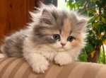 dilute calico persian - Persian Kitten For Sale - Bourbonnais&comma; IL&comma; US