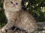 Peanut - British Shorthair Kitten For Sale - 