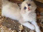 Gatita - Ragdoll Kitten For Sale - Saugerties&comma; NY&comma; US