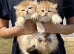 Biscuit - British Shorthair Kitten For Sale - Atlanta&comma; GA&comma; US