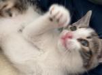 Beautiful small  kitten - American Shorthair Kitten For Sale - Dearborn Heights&comma; MI&comma; US
