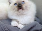 Cleome - Ragdoll Kitten For Sale - Saugerties&comma; NY&comma; US