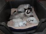 May babies - Siamese Kitten For Sale - Anza&comma; CA&comma; US