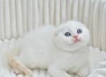 Jeff - Scottish Fold Kitten For Sale - 