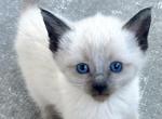 Siamese kitty - Siamese Kitten For Sale - Clifton&comma; NJ&comma; US