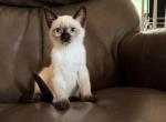 LUNA - Siamese Kitten For Sale - Philadelphia&comma; PA&comma; US