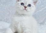 Jina - Scottish Straight Kitten For Sale - Chicago&comma; IL&comma; US