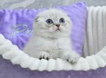 Jennifer - Scottish Fold Kitten For Sale - Chicago&comma; IL&comma; US