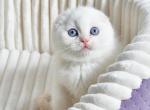 Jeff - Scottish Fold Kitten For Sale - Los Angeles&comma; CA&comma; US