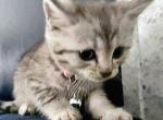 Scottish straight kittens - Scottish Straight Kitten For Sale - NC&comma; US