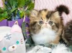 Show Quality Calico Female - Persian Kitten For Sale - 