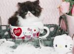 Show Quality Black and White Bi Color male - Persian Kitten For Sale - 