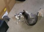 Cleo - Domestic Kitten For Adoption - Newark&comma; CA&comma; US