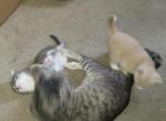 None - Domestic Kitten For Adoption - Newark&comma; CA&comma; US