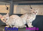 Ilia Litter - Bengal Kitten For Sale - Lucas&comma; OH&comma; US