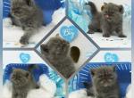 Simeon Health Tested CFA - Exotic Kitten For Sale - FL&comma; US