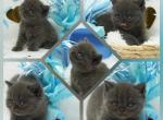 Zayden Health Tested CFA - Exotic Kitten For Sale - FL&comma; US
