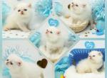 Obi Health Tested CFA - Exotic Kitten For Sale - FL&comma; US