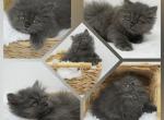 Uriah Ready Health Tested - Persian Kitten For Sale - 