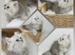 Costello Ready Health Tested - Persian Kitten For Sale - FL&comma; US