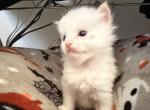Ragdoll - Ragdoll Kitten For Sale - Aurora&comma; IL&comma; US