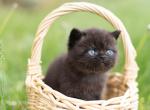 Bea babies - Exotic Kitten For Sale - Rolla&comma; MO&comma; US