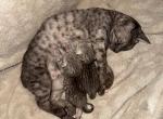 The Meowdalorians - Egyptian Mau Kitten For Sale - Gainesville&comma; FL&comma; US