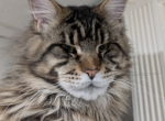 Elvis - Maine Coon Kitten For Sale - Lisle&comma; IL&comma; US