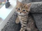 Honey - Scottish Straight Kitten For Sale - 