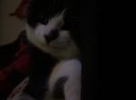 Smokey - Domestic Kitten For Adoption - IN&comma; US