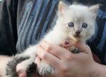 Luna Tater Tot - Ragdoll Kitten For Sale - Chase City&comma; VA&comma; US