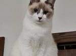 BBB's Repeat - Toybob Cat For Sale - 