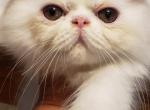 Bravissimo - Persian Kitten For Sale - Cave City&comma; AR&comma; US