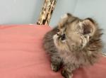 Persian chocolate Tortie tabby - Persian Kitten For Sale - Altamonte Springs&comma; FL&comma; US