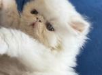 Persian solid white kittens - Persian Kitten For Sale - Altamonte Springs&comma; FL&comma; US