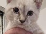 Lynx point siamese male kitten - Siamese Kitten For Sale - Algonquin&comma; IL&comma; US