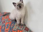 Cleo - Siamese Kitten For Sale - Staten Island&comma; NY&comma; US