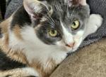 BBB's Caly - Toybob Kitten For Sale - Portage&comma; IN&comma; US