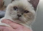 BBB's Audry Lillian - Toybob Cat For Sale - 