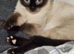 Cherry Valley - Toybob Cat For Sale/Retired Breeding - Portage&comma; IN&comma; US
