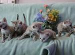 Winter and Mauis babies - Bengal Kitten For Sale - Vista&comma; CA&comma; US