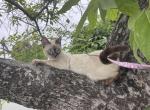 Pink and yellow girl - Bengal Kitten For Sale - Vista&comma; CA&comma; US