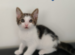 Victory - Domestic Kitten For Adoption - 