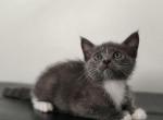 Chunky Chip - Russian Blue Kitten For Adoption - 